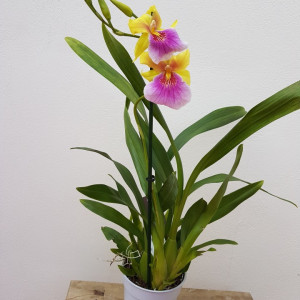 Miltonia Sunset