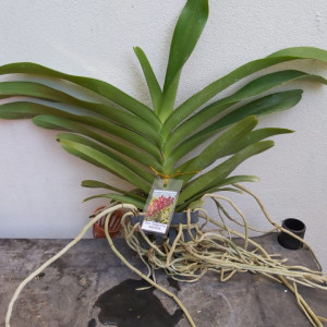 Perr. Tango Fire AM/AOS
