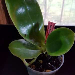 Phal. (Lynd. E. Emer X Lds. B. Q.) X (Phal. Amboinensis X Phal. Zh. Min Etch) FS