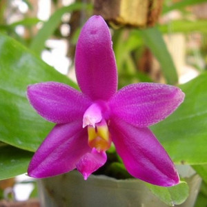 Phal. Violacea var. Sumatra 4N FS