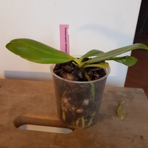 Phala. Tetraspis FS