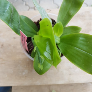 Phalaenopsis Corning's Violet