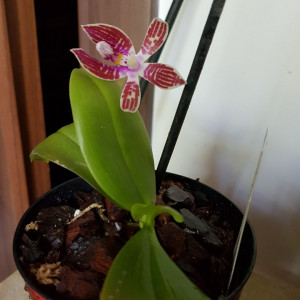 Phalaenopsis Corningiana