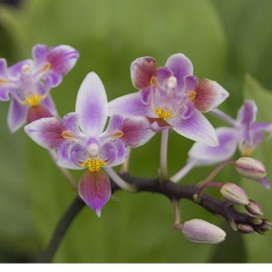 Phalaenopsis Equestris variation