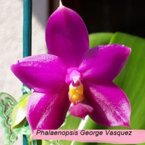 Phalaenopsis George Vasquez