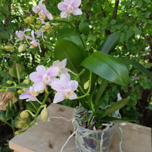Phalaenopsis Little Star