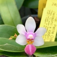 Phalaenopsis Petite Odette