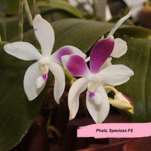 Phalaenopsis Speciosa FS