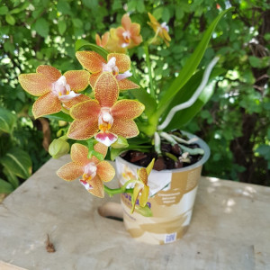 Phalaenopsis Table Masterpiece