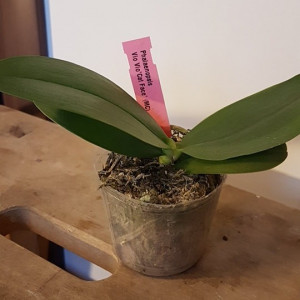 Phalaenopsis Vio Vio "Cat Face" FS