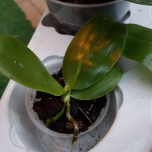 Phalaenopsis Violacea var Red
