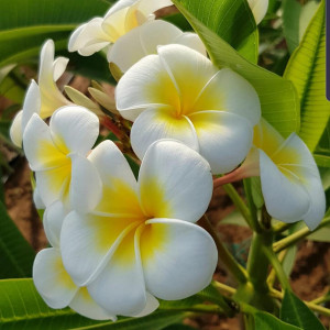 Plumeria Acutifolia