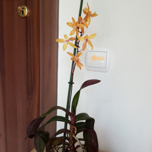 Renanthopsis Mildred Jameson