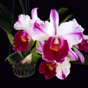 Rlc. Kuwale Gem FS