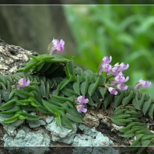 Schoenorchis scolopendria sp Vietnam