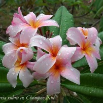 Seminte Plumeria Chompoo Nut