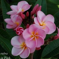 Seminte Plumeria Pretty in Pink