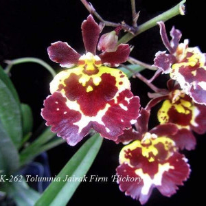 Tolumnia