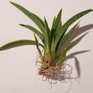 Tolumnia