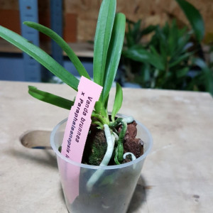 Vanda Brunnea X Paraphalaenopsis Labukensis