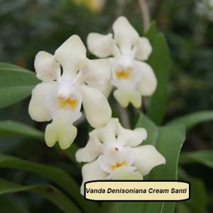Vanda Denisoniana Cream Santi FS