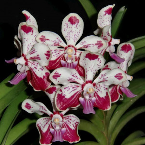 Vanda Kultana X Vanda Luzonica fragrance w1 FS