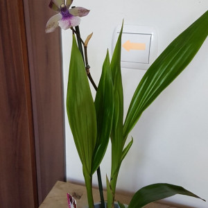Zygopetalum