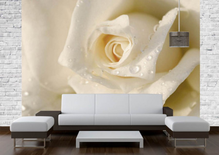 Fototapet, Un trandafir alb și picăturile de apă