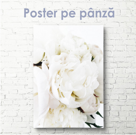 Poster, Bujorul alb