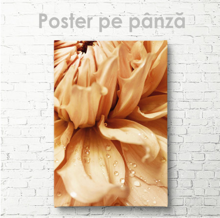 Poster, Floare
