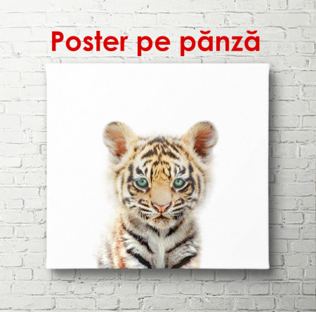 Poster, Pui de tigru pe un fundal alb