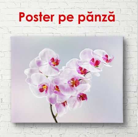 Poster, Orhideea roz pe un fundal albastru