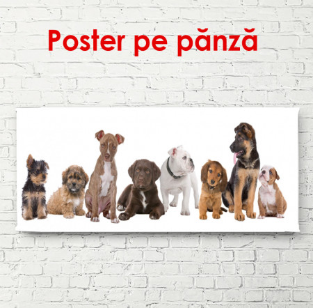 Poster, Câini frumoși pe un fundal alb