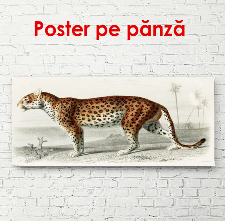 Poster, Leopard frumos