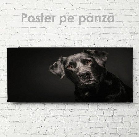 Poster, Câinele prieten