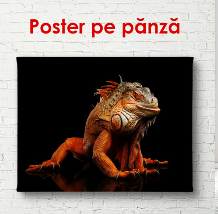 Poster, Iguana portocalie pe fond negru