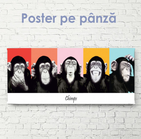 Poster, Maimuțele fac expresii faciale