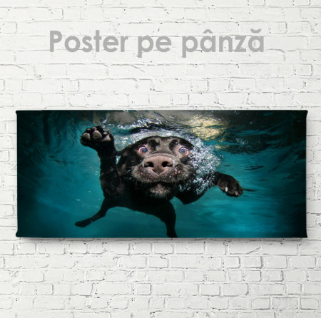 Poster, Câinele sub apă