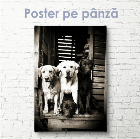 Poster, Labradorii