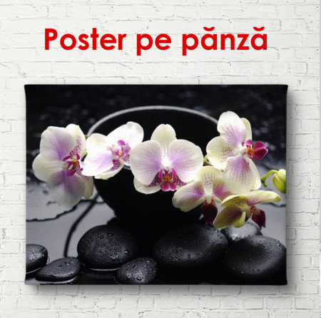 Poster, Orhideea roz delicate pe o piatră neagră