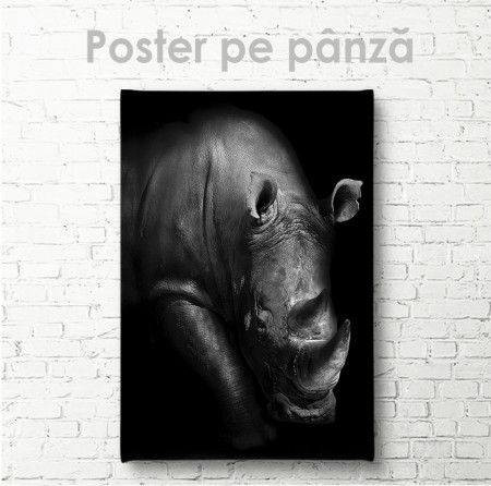 Poster, Rinocer