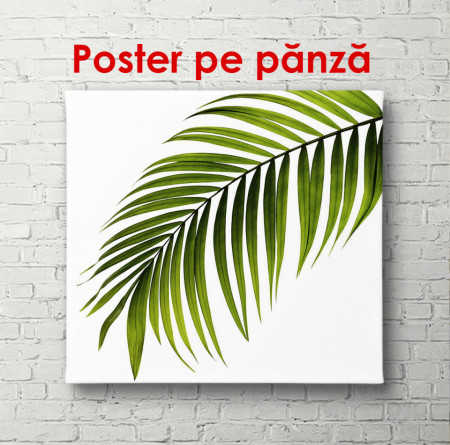 Poster, Frunză pe un fundal alb