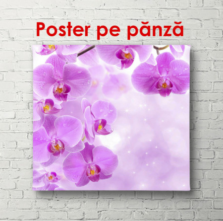 Poster, Orhidee violet pe un fundal delicat