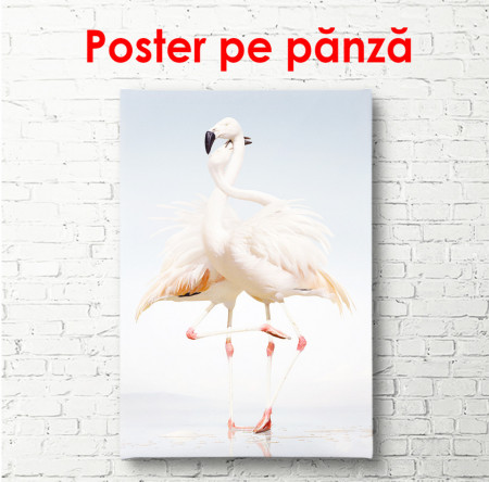 Poster,Două flamingo roz tandre