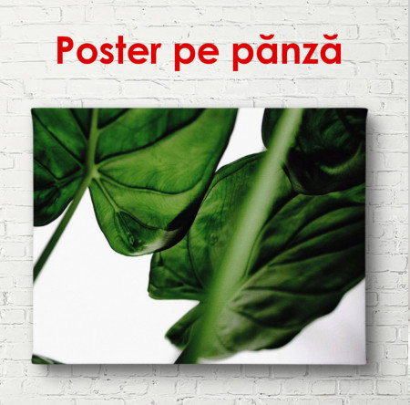Poster, Frunze de culoare verde închis