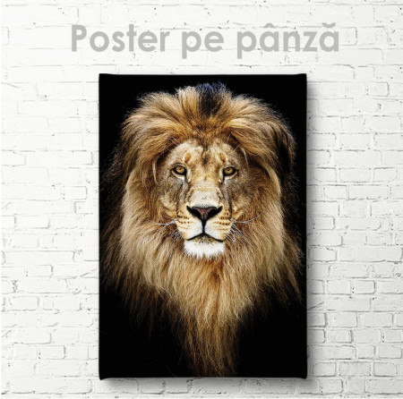 Poster, Leul grațios