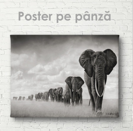 Poster, Turma de elefanți
