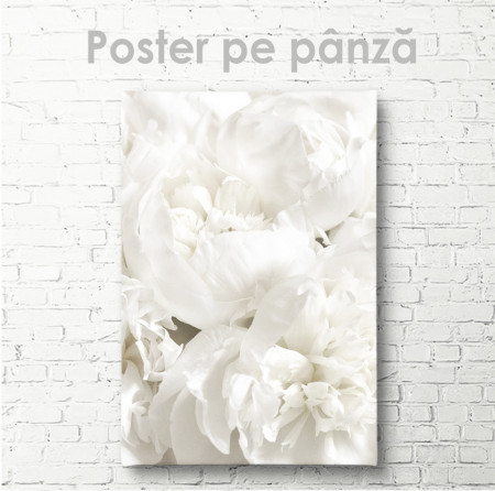 Poster, Bujorul alb