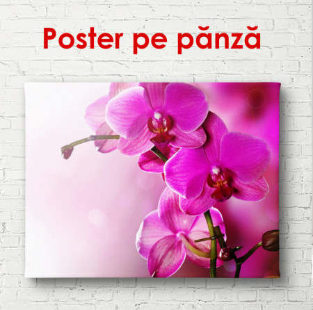 Poster, Orhideea purpurie