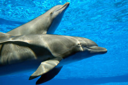 Fototapet, Delfinii frumoși în apă